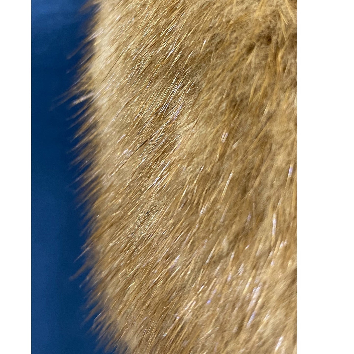 Dsquared2 Mink Collar Sleeveless Top Women